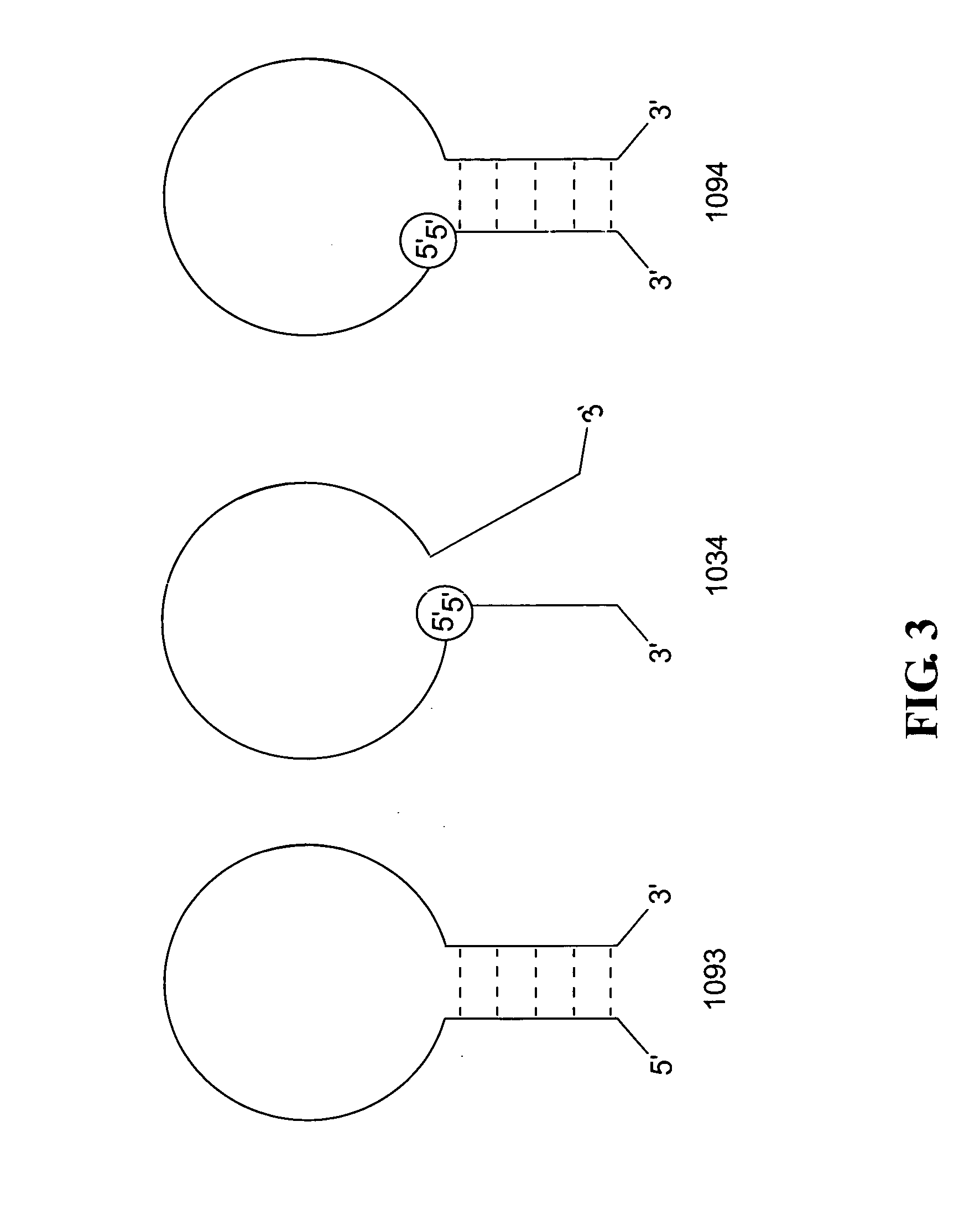 Polynucleotide detection method employing self-reporting dual inversion probes