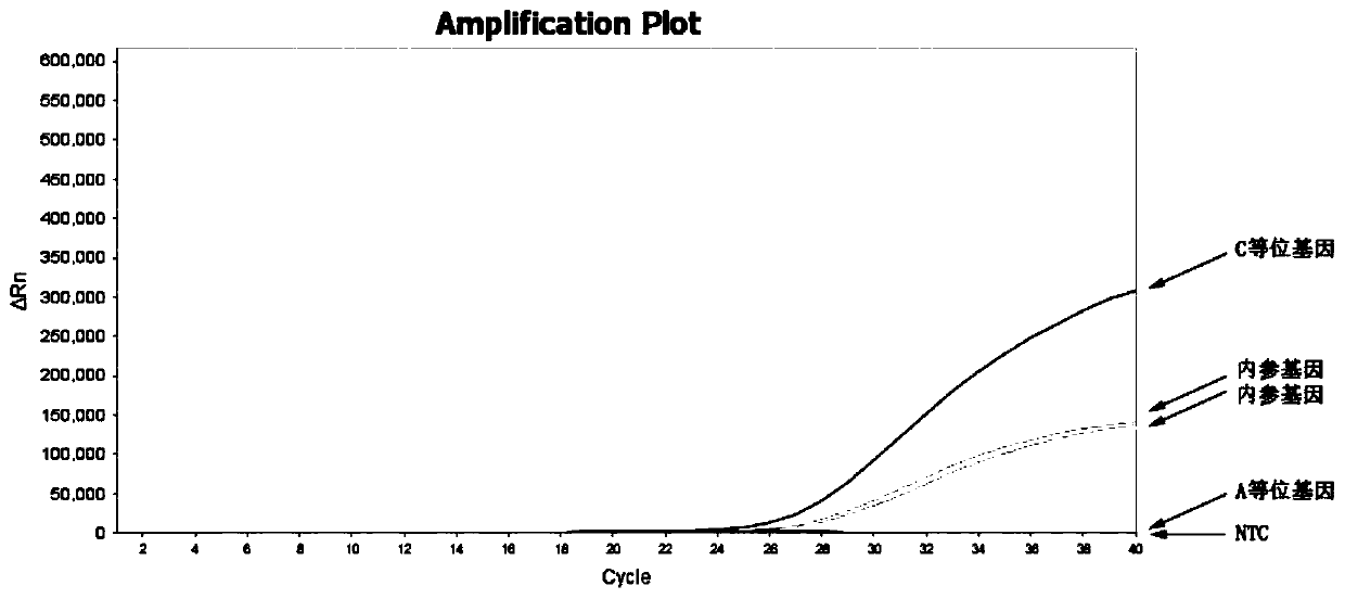 Real-time fluorescence PCR method of detecting rs762551 site of CYP1A2 gene, and primer-and-probe combination of real-time fluorescence PCR method