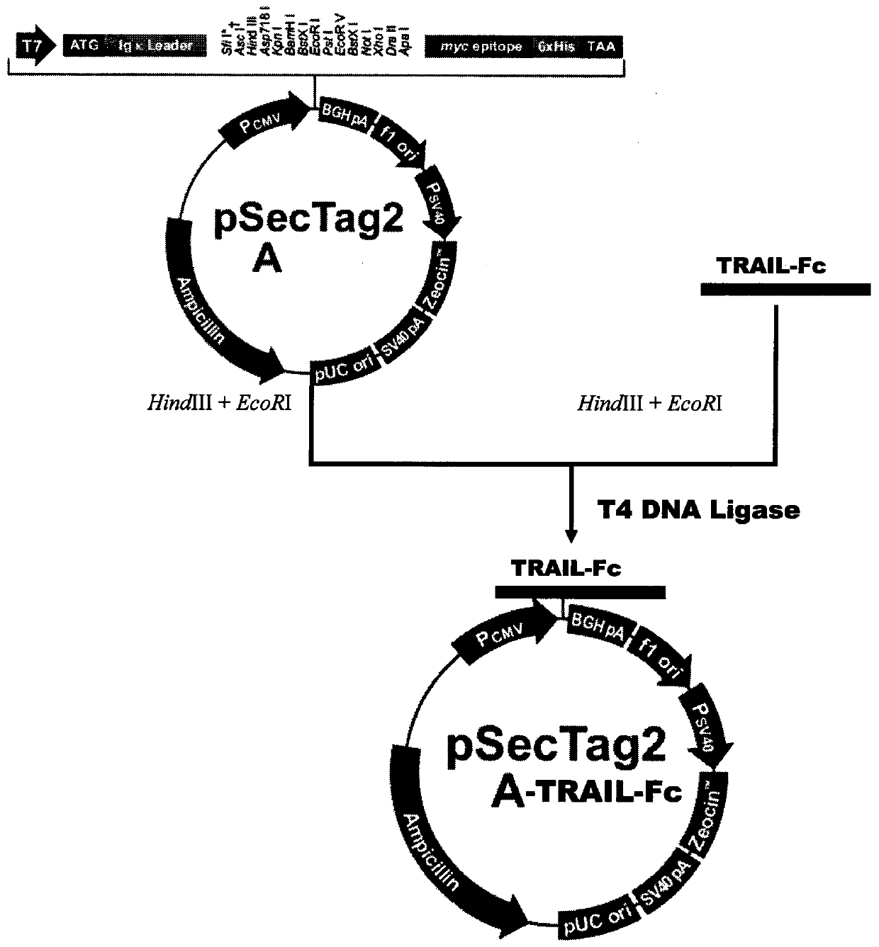 Recombinant TRAIL-Fc fusion protein as well as preparation and application thereof