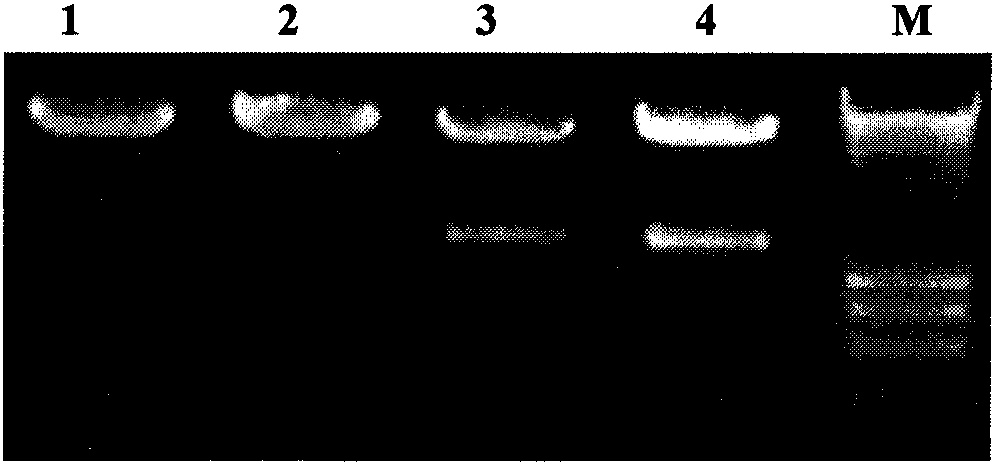Recombinant TRAIL-Fc fusion protein as well as preparation and application thereof