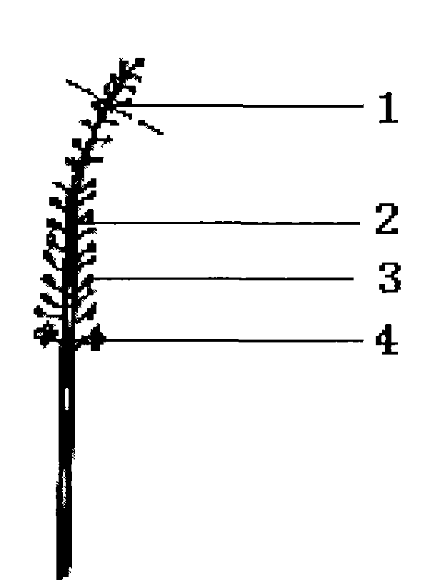 Method for pruning inflorescences of rapeseed plants in early blooming period