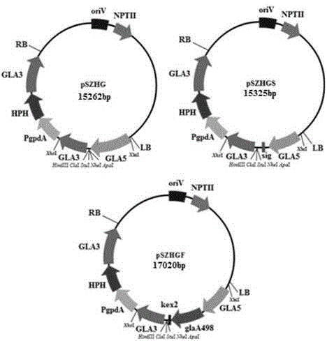 ti plasmid Aspergillus niger gene replacement expression vector and its application