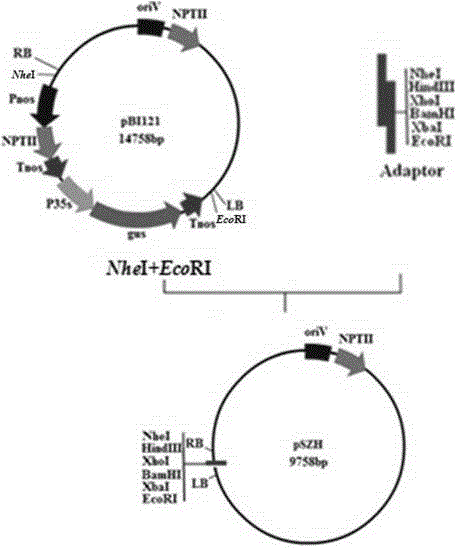 ti plasmid Aspergillus niger gene replacement expression vector and its application