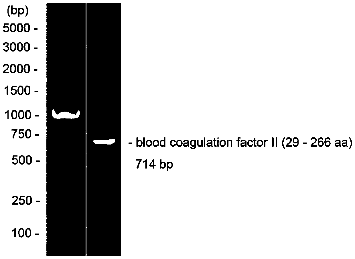 Method for preparing pET-28a-SUMO-coagulation factor II protein antigen and polyclonal antibody thereof