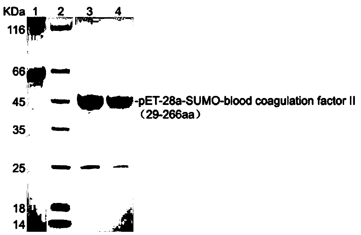 Method for preparing pET-28a-SUMO-coagulation factor II protein antigen and polyclonal antibody thereof