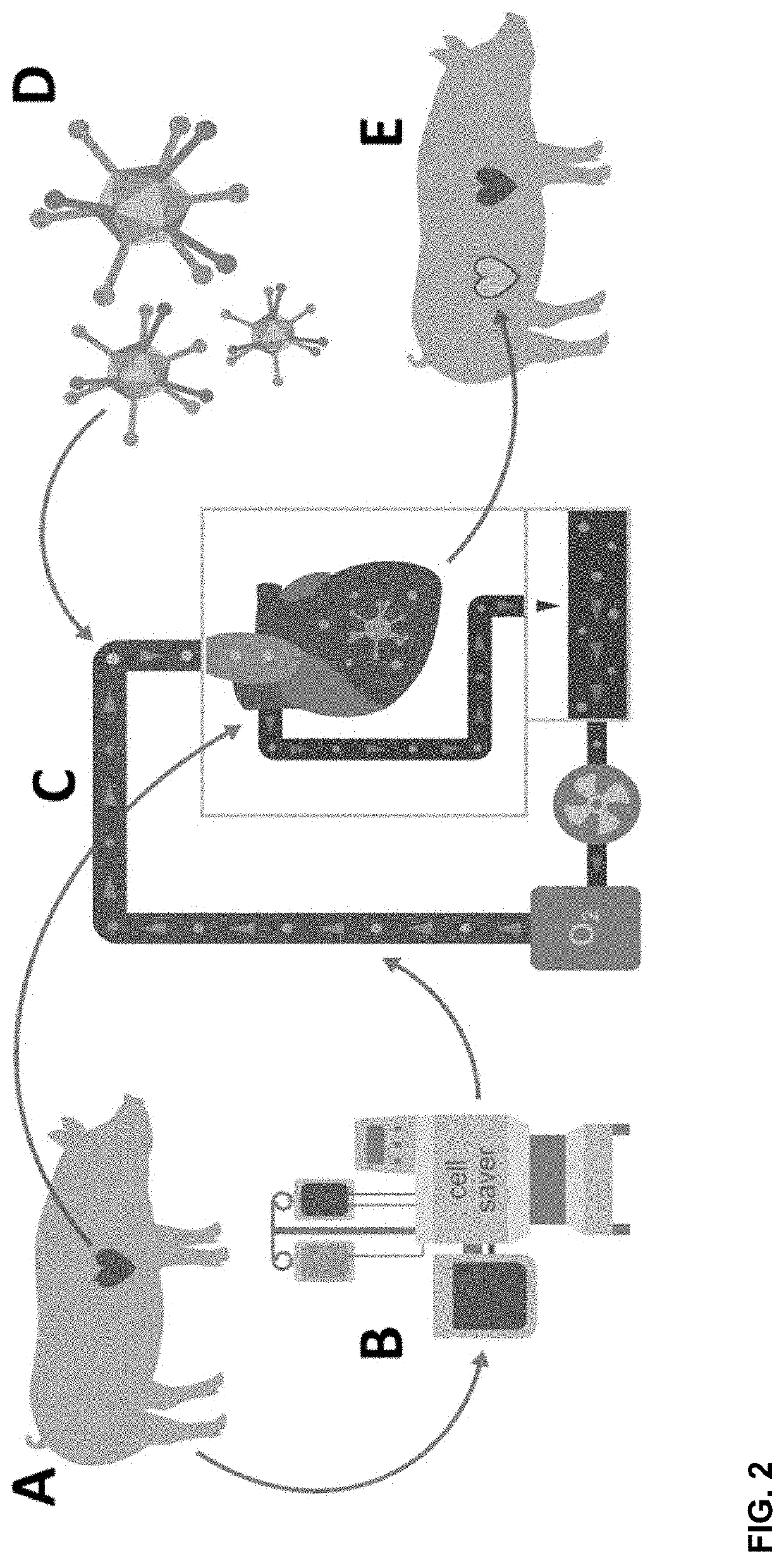 Methods for the Delivery of Therapeutic Agents to Donor Organs