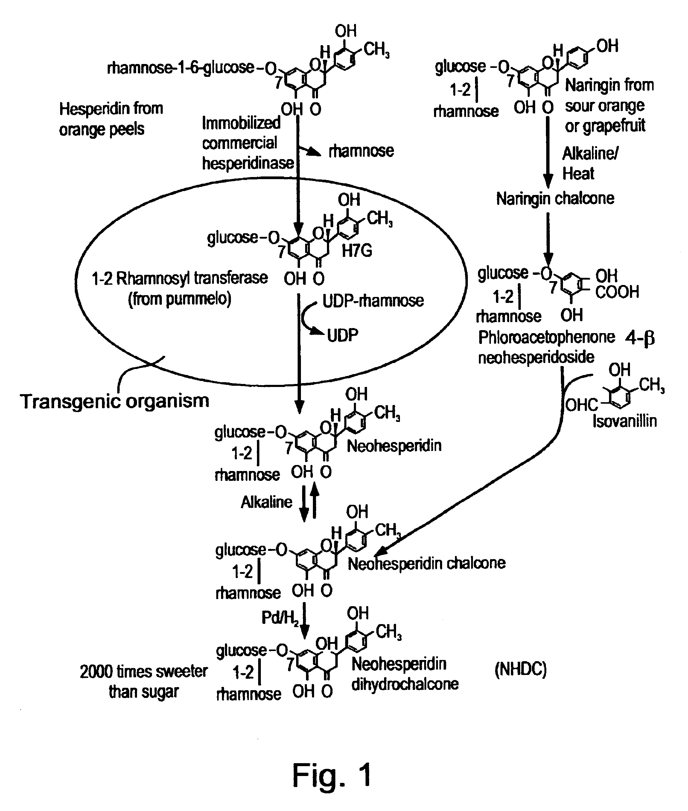 Rhamnosyl-transferase gene and uses thereof