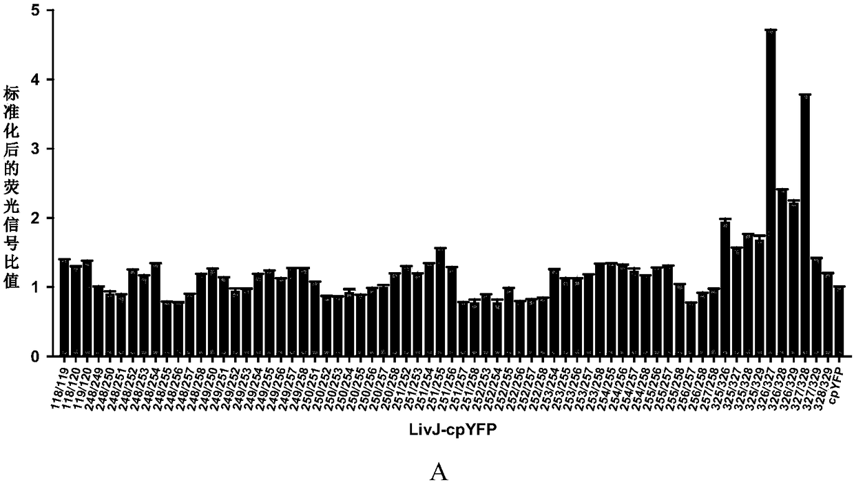 Branched chain amino acid fluorescent probe and application thereof