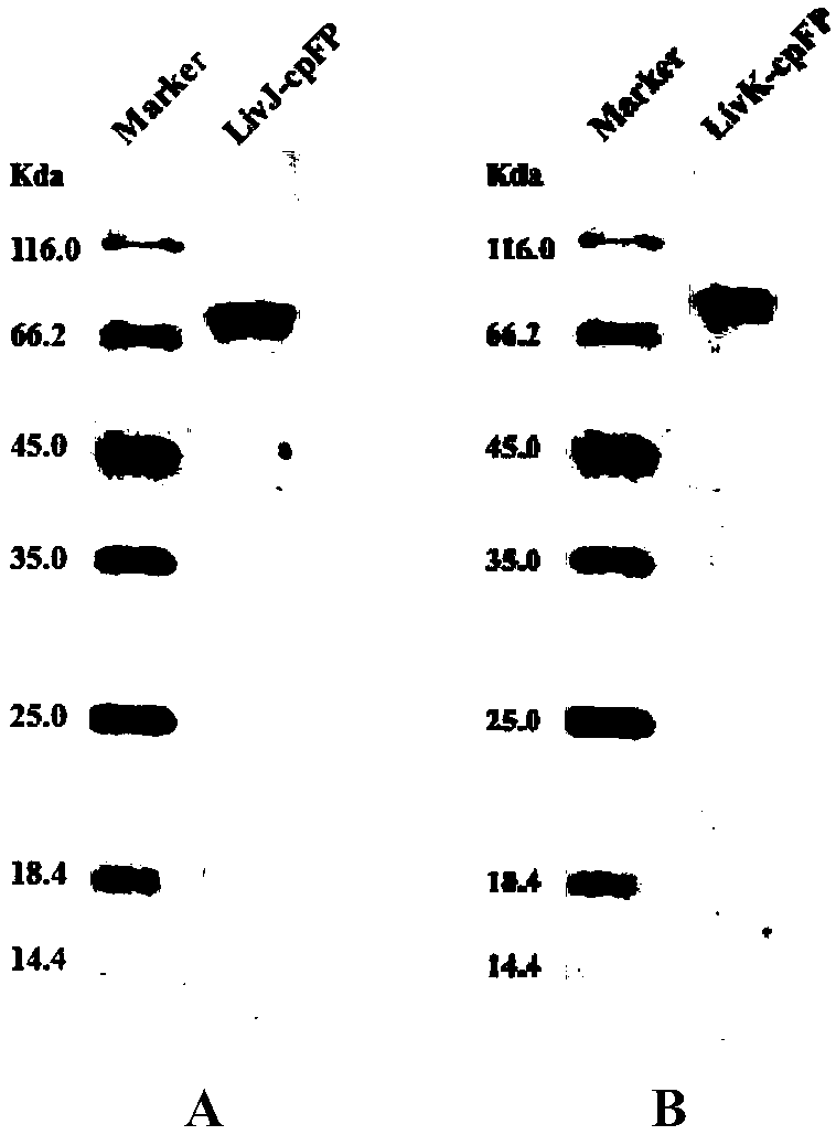 Branched chain amino acid fluorescent probe and application thereof