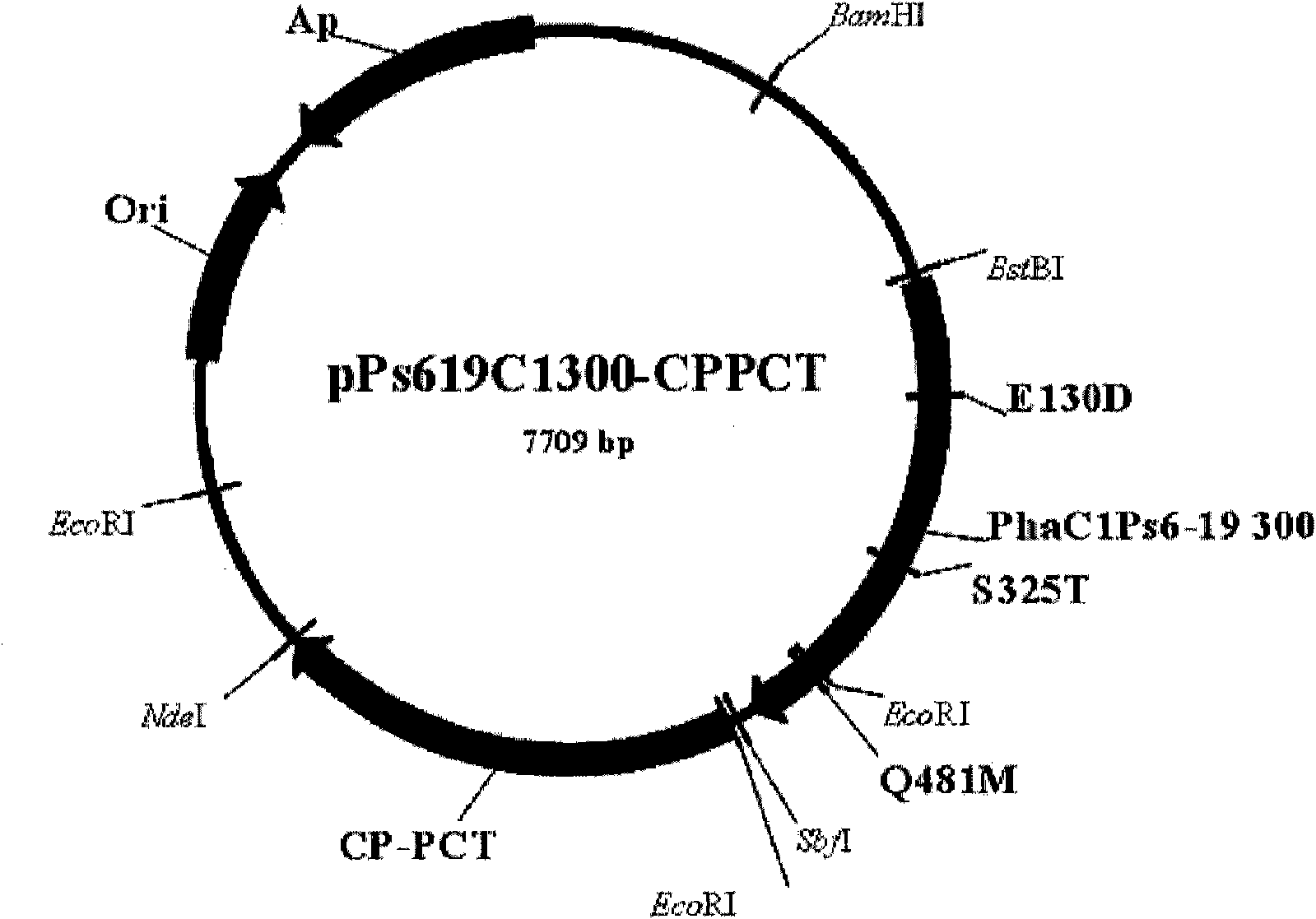 Copolymer containing 3-hydroxyalkanoate unit and lactate unit, and its manufacturing method