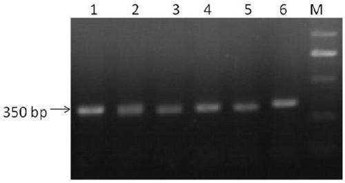 PCR primer combination for Passiflora edulia Sims cucumber mosaic virus and detecting method