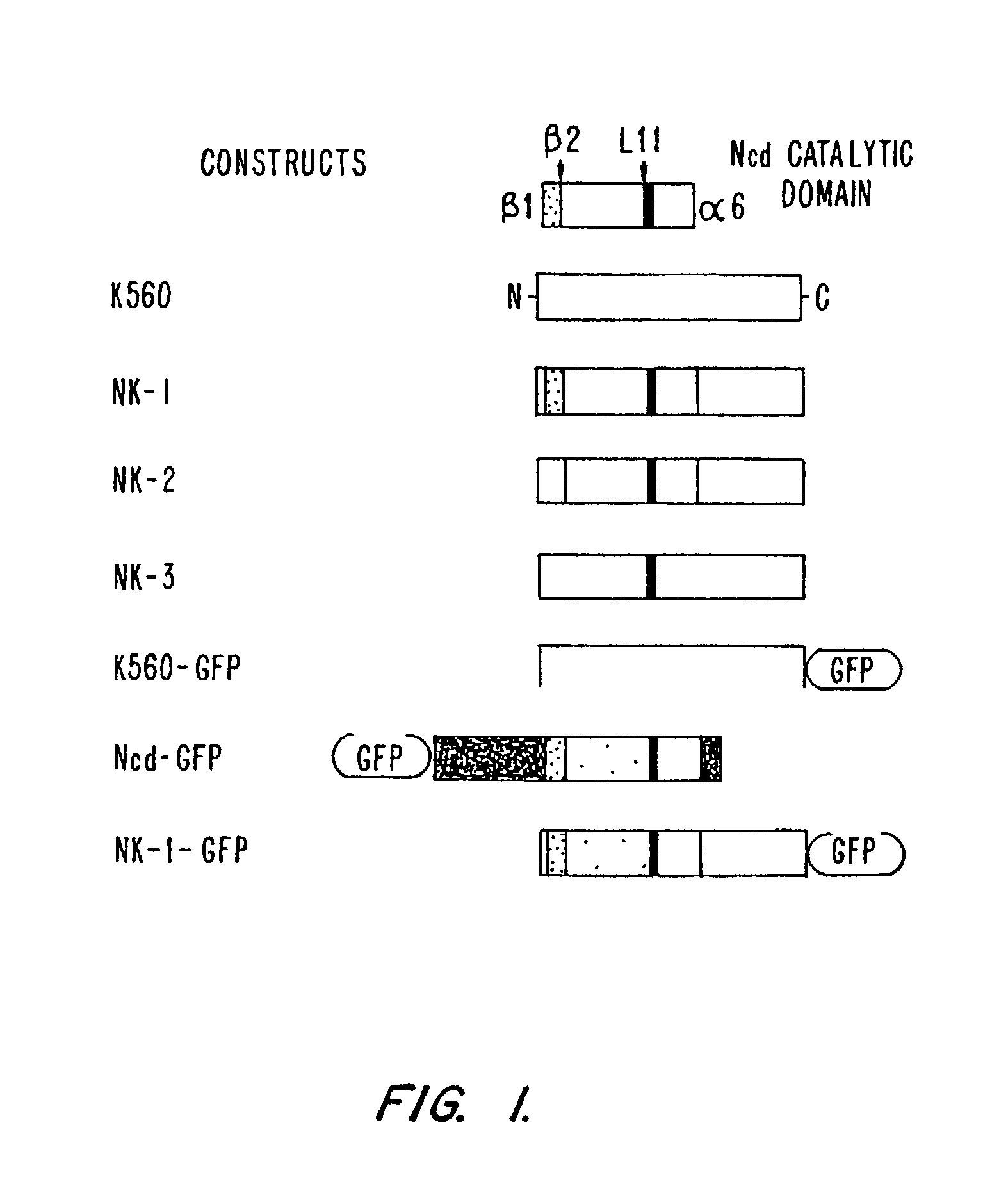 Assays for detecting modulators of cytoskeletal function