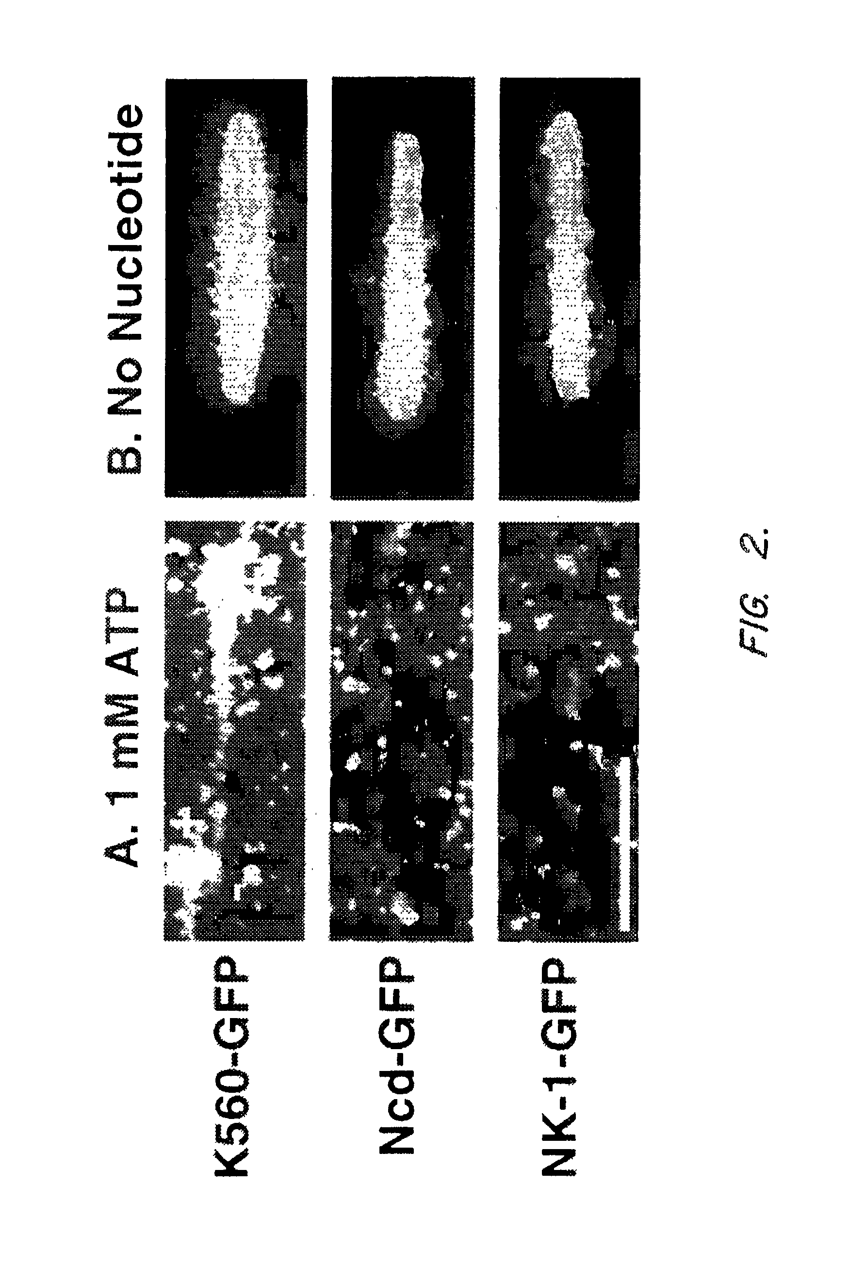 Assays for detecting modulators of cytoskeletal function