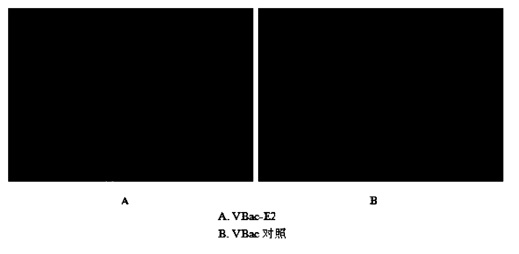 Swine fever and porcine pseudorabies bivalent vaccine as well as preparation method and application thereof