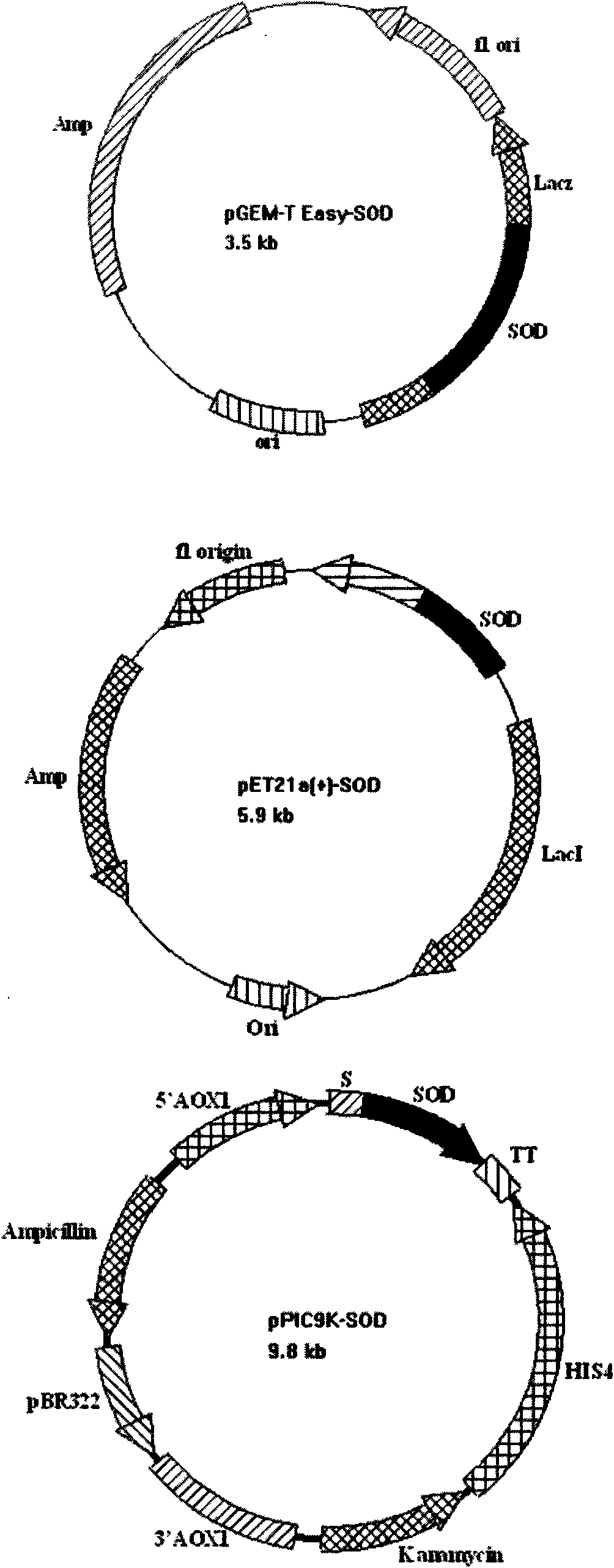 Superoxide dismutase and preparation method thereof