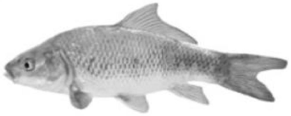 Method for distant hybridization between subfamilies of fancy carp and bighead carp and application of tetraploid fancy carp and bighead carp