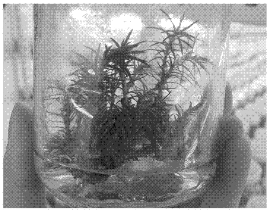 Method for inducing rooting of Chinese fir test-tube seedlings