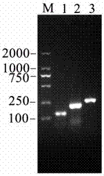 Escherichia coli anti-tumor targeted engineering strain, and building method and application thereof