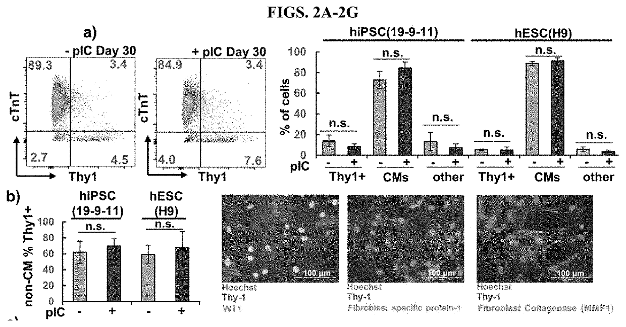 Method of making cardiomyocytes from human pluripotent cells