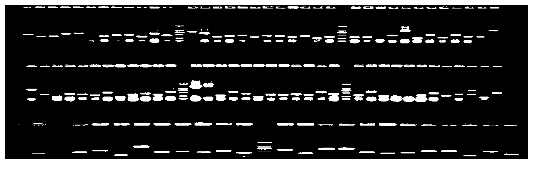 Method for obtaining miRNA (Ribose Nucleic Acid) candidate target gene and special reverse transcription primer for method