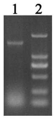 Brassica napus promoter pbnunng0942890 and its application