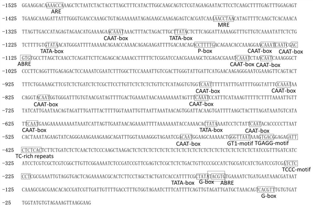 Brassica napus promoter pbnunng0942890 and its application