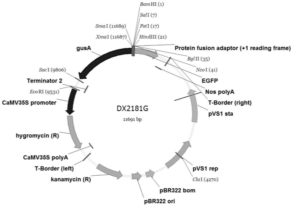 Brassica napus promoter pbnunng0942890 and its application