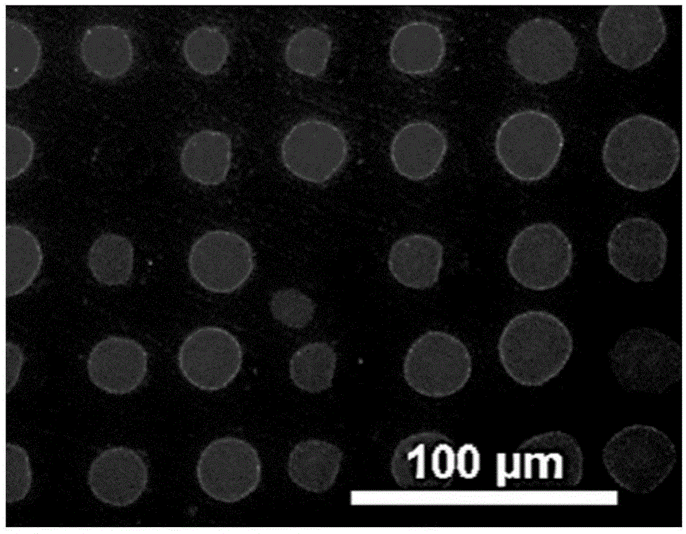 Method for preparing giant phospholipid vesicle array through point-surface electrode field on basis of contact print technology