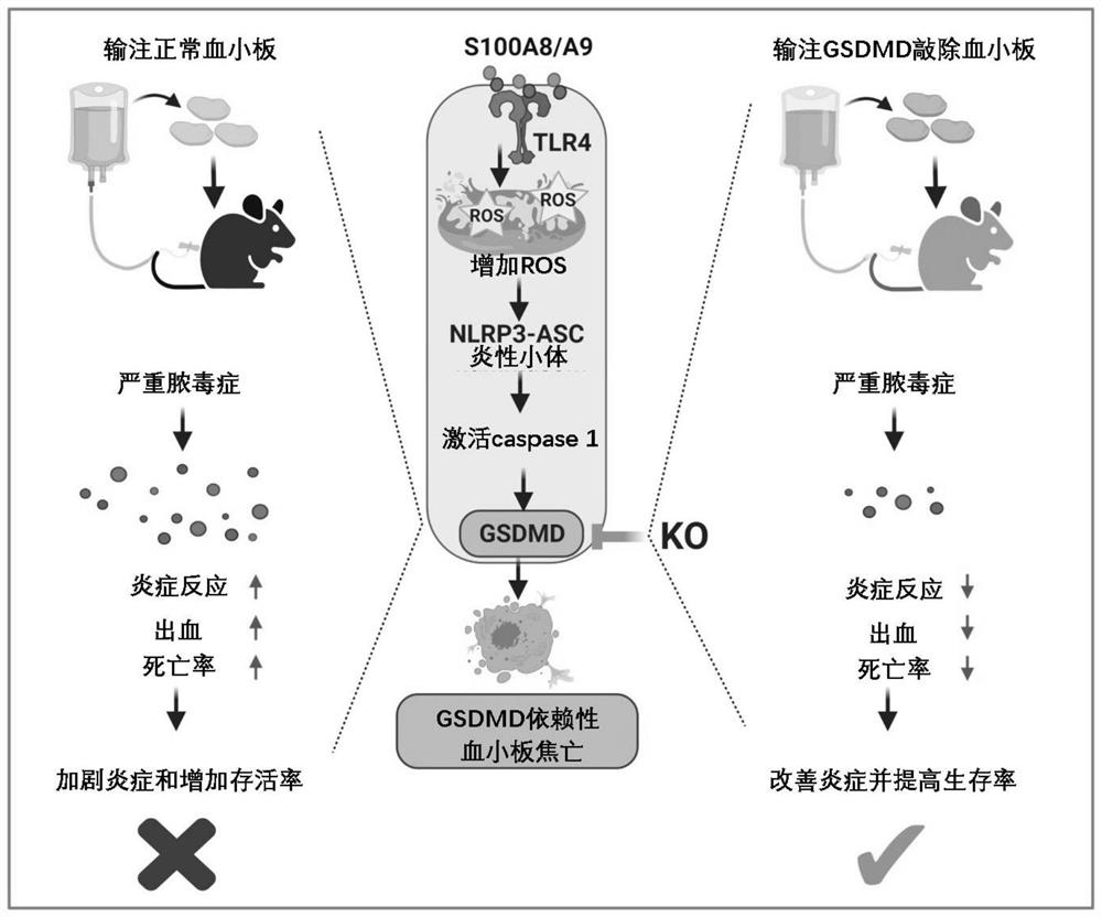 Application of reagent for inhibiting pyroptosis of platelets in preparation of medicine for preventing and/or treating sepsis