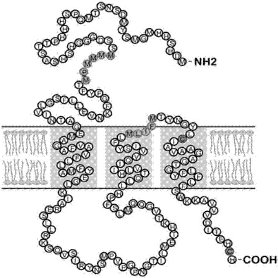 Method for screening multi-transmembrane region protein antibody and application of multi-transmembrane region protein antibody