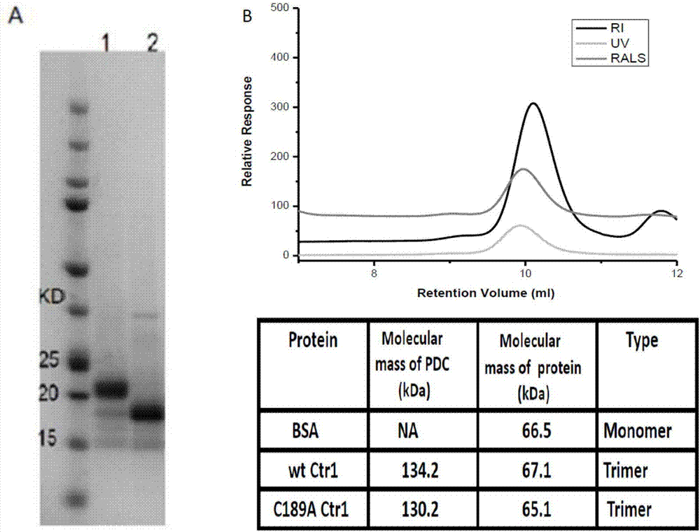 Method for screening multi-transmembrane region protein antibody and application of multi-transmembrane region protein antibody