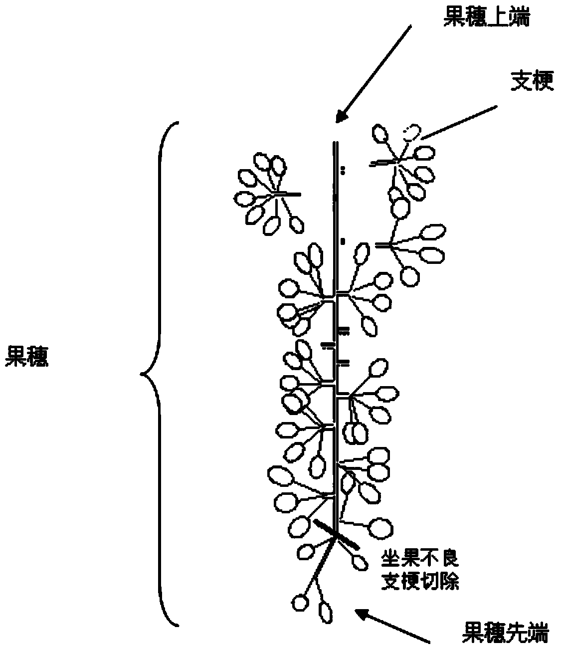 Sunrose grape flower/ fruit cluster pruning method