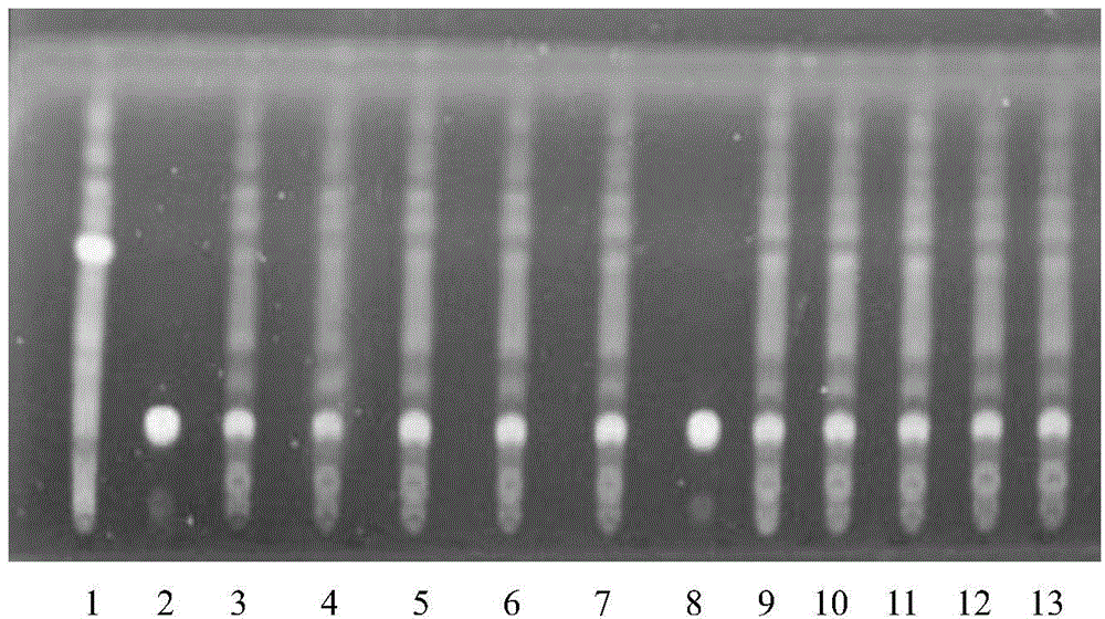 Detection method of pharmaceutical composition Xianyu for treating epileptoid convulsions, infantile convulsions and facial spasms