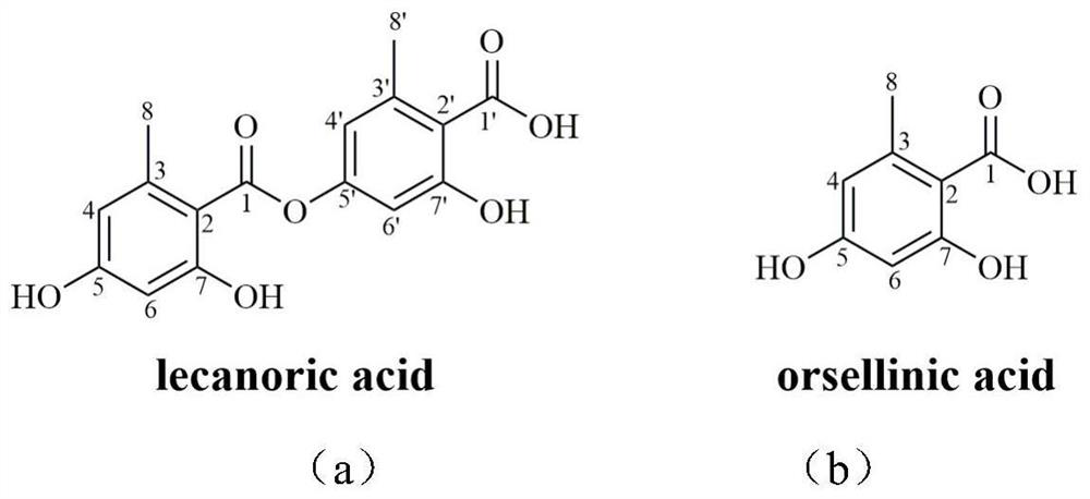 Polyketide synthase PreuA and application thereof in preparation of red powder moss acid