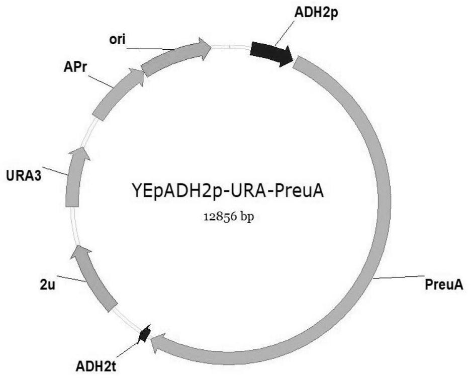 Polyketide synthase PreuA and application thereof in preparation of red powder moss acid