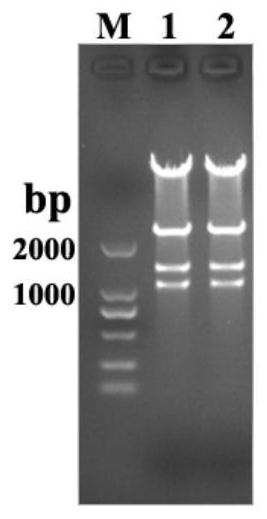 Polyketide synthase PreuA and application thereof in preparation of red powder moss acid