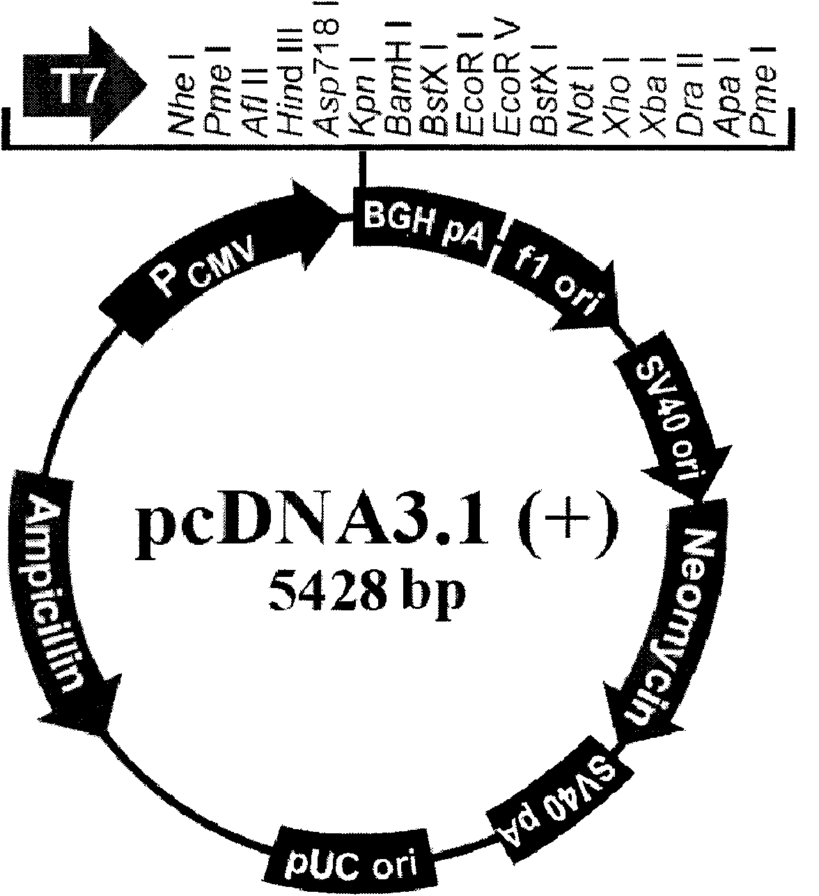 FGFR1 high-expression recombinant HEK293 cell and application thereof