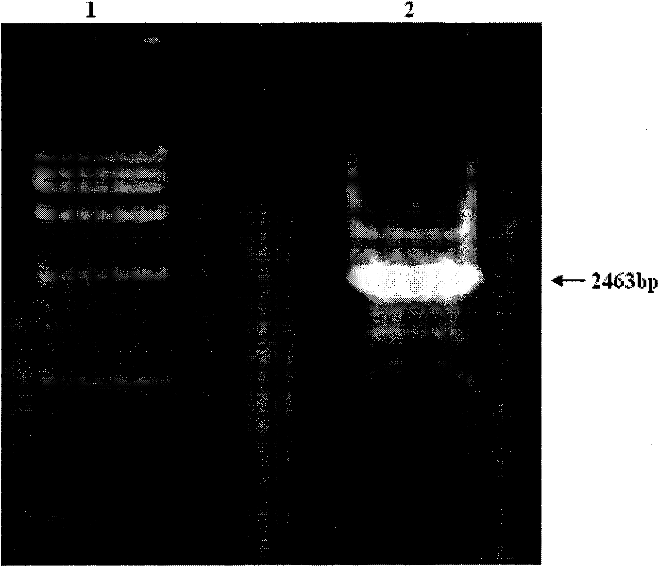 FGFR1 high-expression recombinant HEK293 cell and application thereof