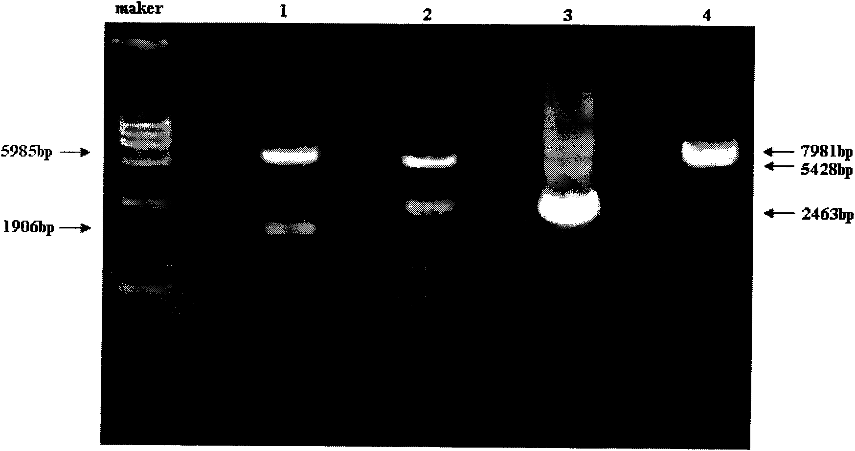 FGFR1 high-expression recombinant HEK293 cell and application thereof