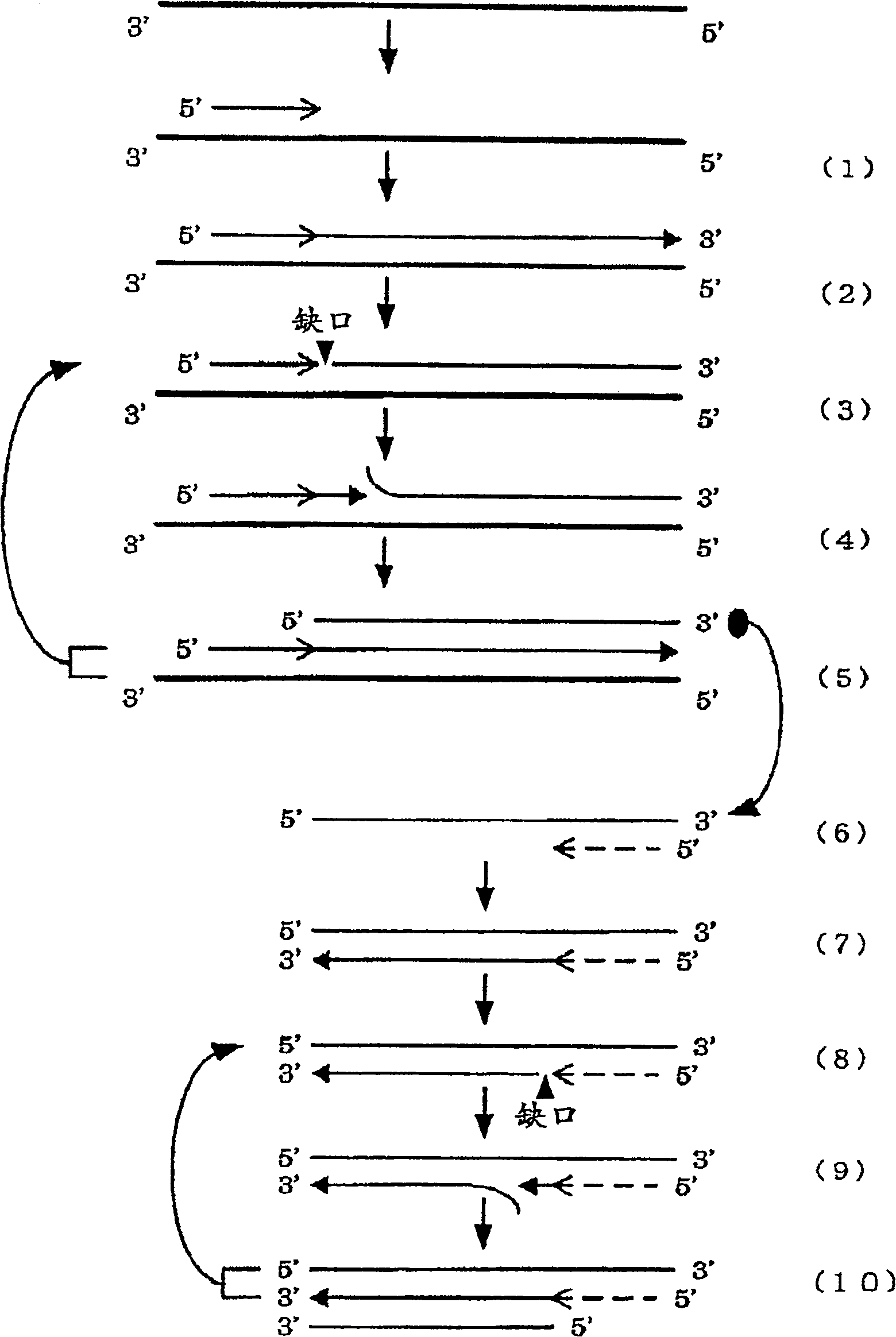 Method for amplifying nucleic acid sequence