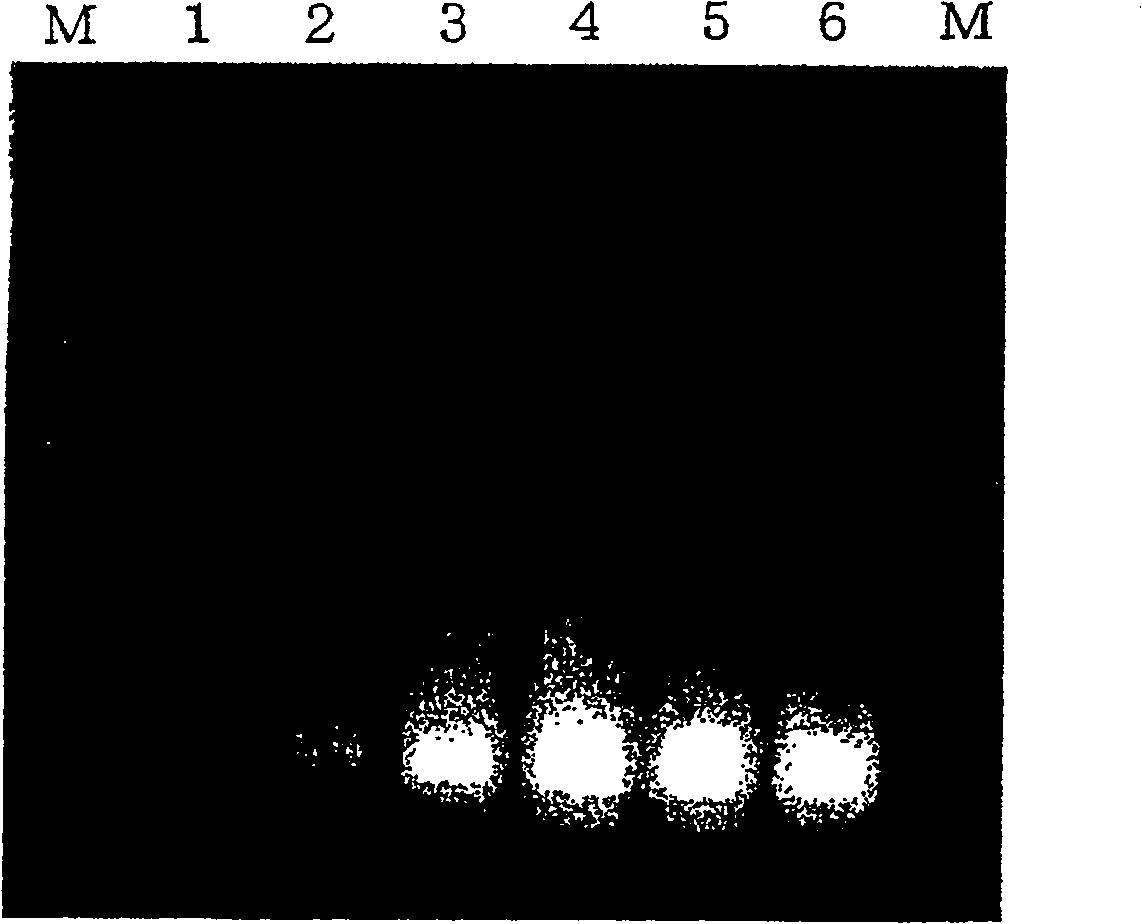 Method for amplifying nucleic acid sequence