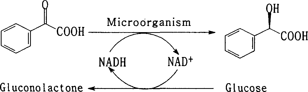 Process for preparing (R)-mandelic acid by microbial asymmetric reduction
