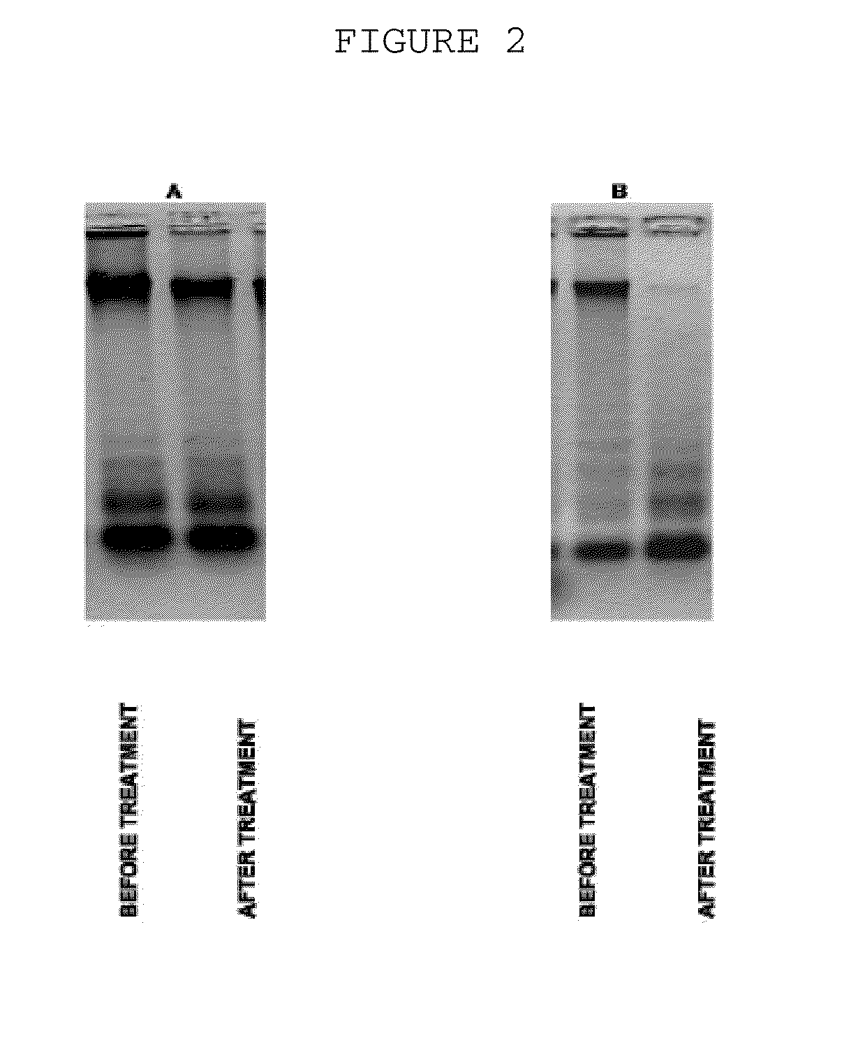 Method for Treating Systemic Bacterial, Fungal and Protozoan Infection