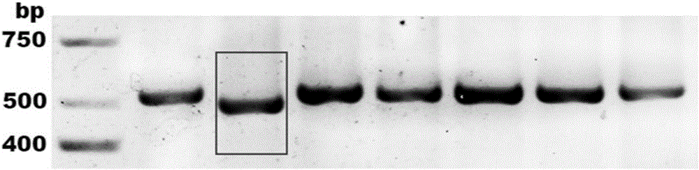 Human herpes simplex type-I virus UL-7 gene mutation attenuated strain as well as construction method and applications thereof