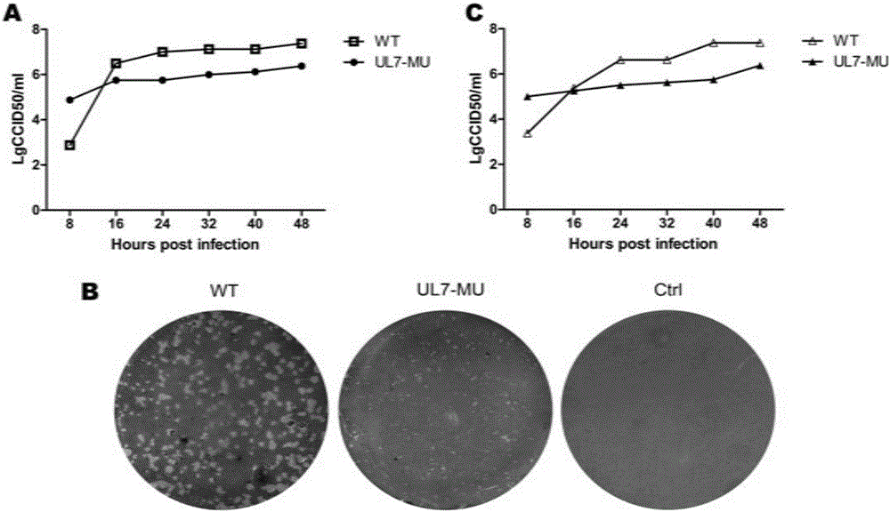 Human herpes simplex type-I virus UL-7 gene mutation attenuated strain as well as construction method and applications thereof