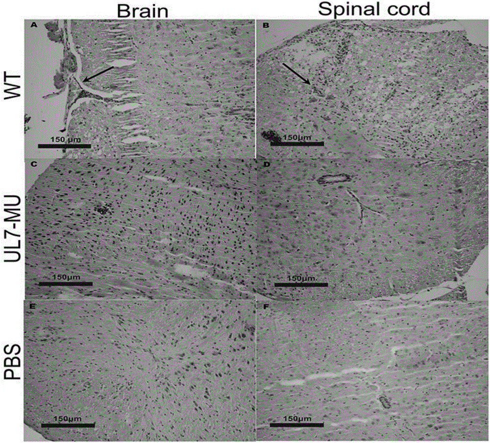 Human herpes simplex type-I virus UL-7 gene mutation attenuated strain as well as construction method and applications thereof