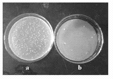 Insoluble polymeric quaternary ammonium salt bactericide, preparation method thereof and sterilization packed bed