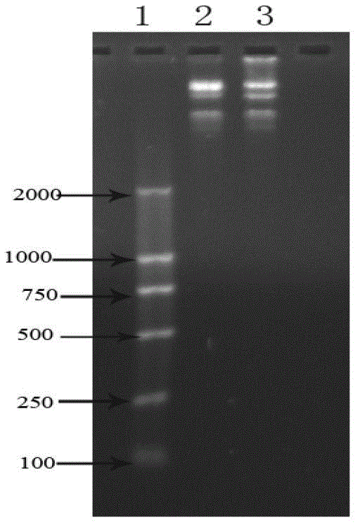 Recombined Talpha 1-BP5 fusion peptide, gene, engineering bacteria and application