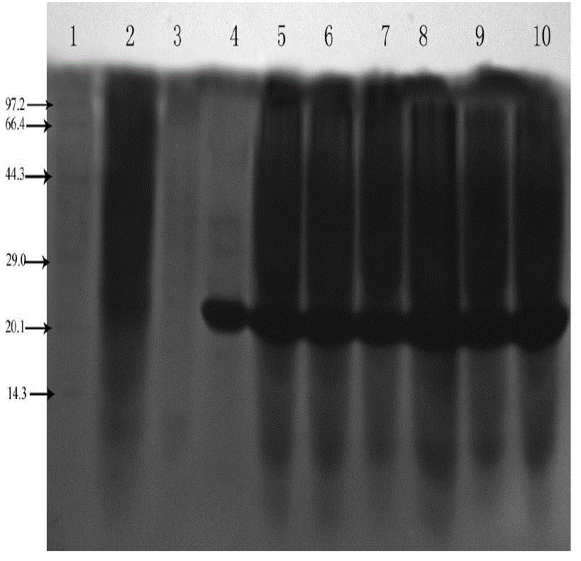 Recombined Talpha 1-BP5 fusion peptide, gene, engineering bacteria and application