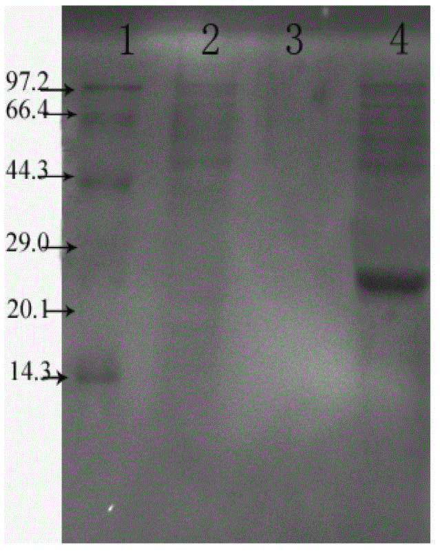 Recombined Talpha 1-BP5 fusion peptide, gene, engineering bacteria and application